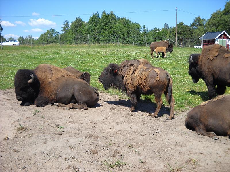DSCN0699.JPG - Den största oxen orkade inte resa på sig i värmen, de flesta låg och vilade i middagsolen.